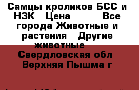 Самцы кроликов БСС и НЗК › Цена ­ 400 - Все города Животные и растения » Другие животные   . Свердловская обл.,Верхняя Пышма г.